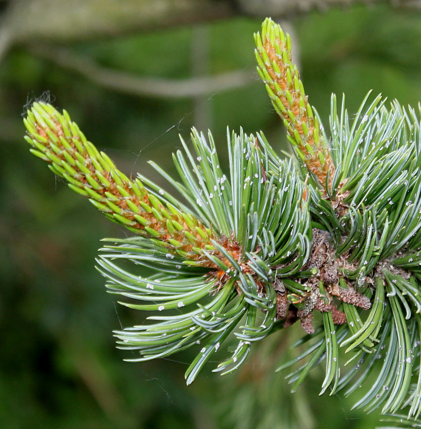 Изображение особи Pinus aristata.