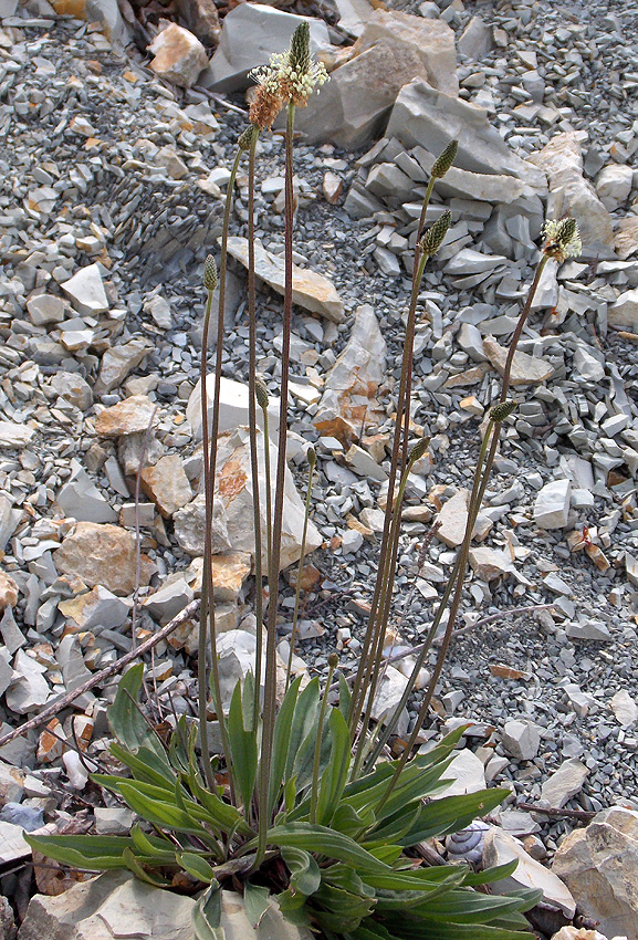 Изображение особи Plantago lanceolata.