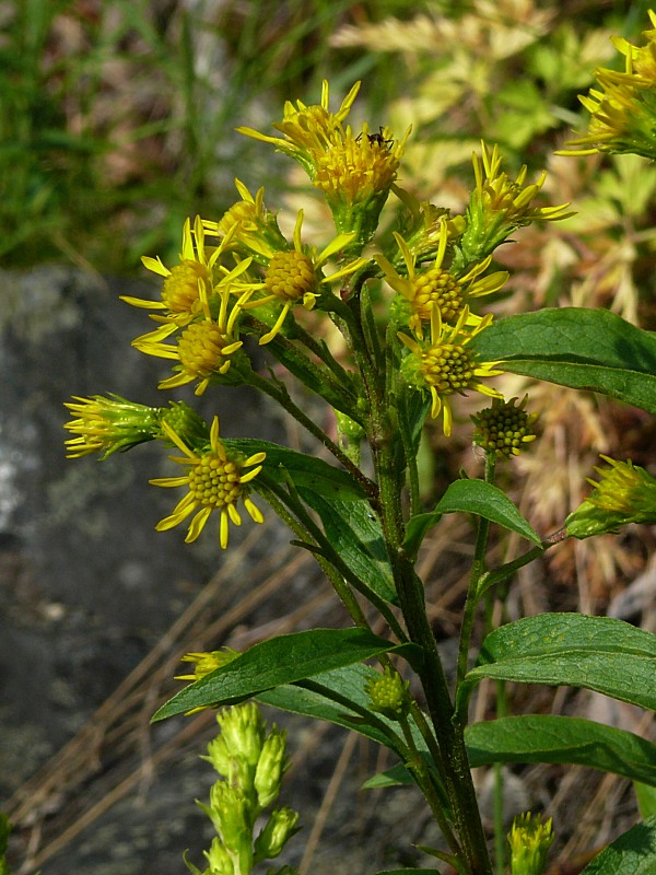 Image of Solidago virgaurea ssp. lapponica specimen.