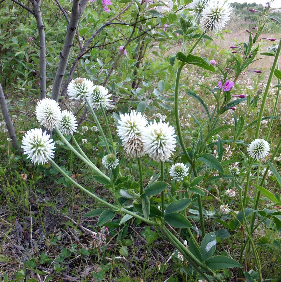 Изображение особи Trifolium montanum.