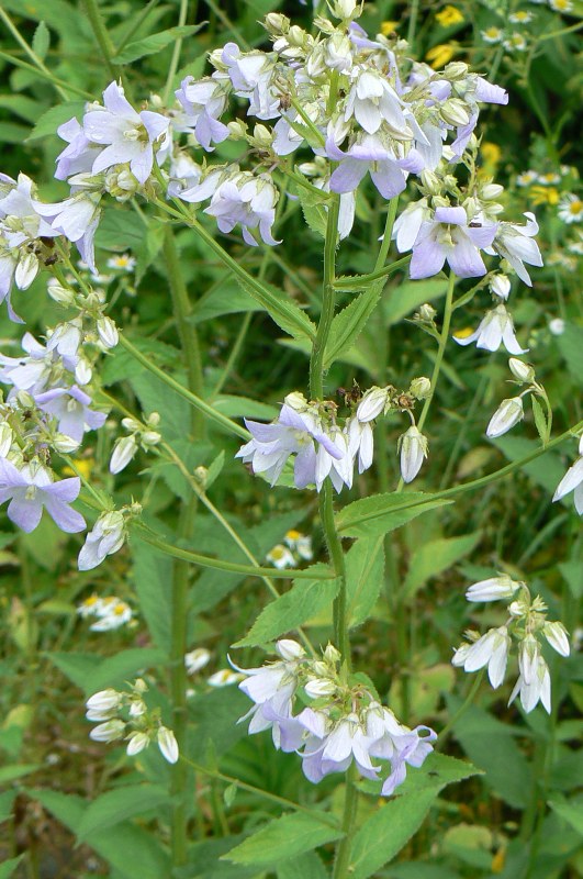 Изображение особи Gadellia lactiflora.