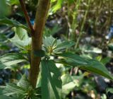 Oenothera rubricaulis