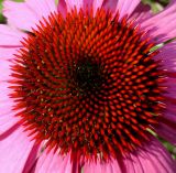 Echinacea purpurea. Центральная часть соцветия. Германия, г. Дюссельдорф, Ботанический сад университета. 03.07.2014.