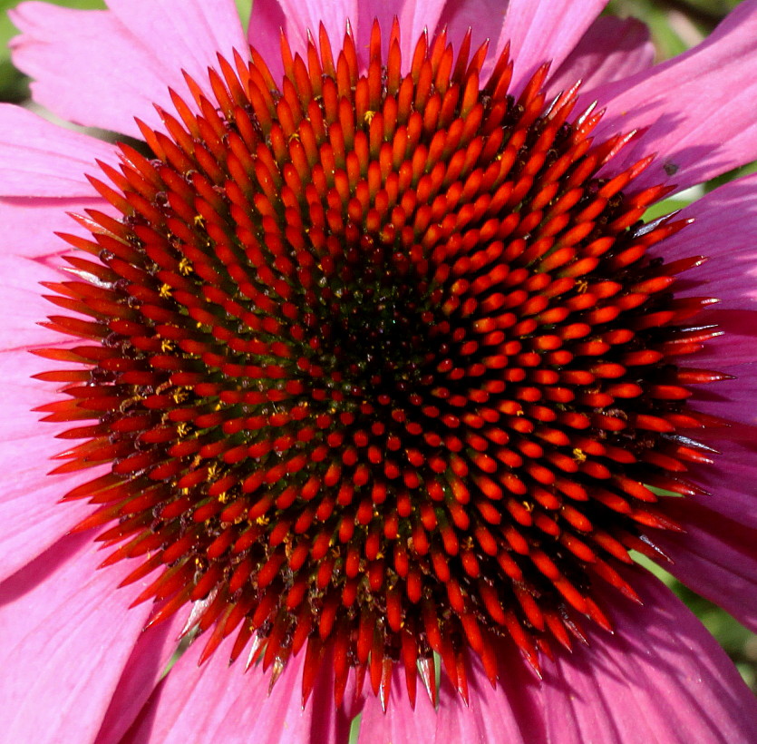 Изображение особи Echinacea purpurea.