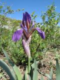 Iris glaucescens. Верхушка цветущего растения. Восточный Казахстан, Южный Алтай, хр. Азутау, пер. Мраморный. 10 мая 2012 г.
