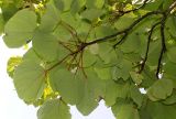 Idesia polycarpa