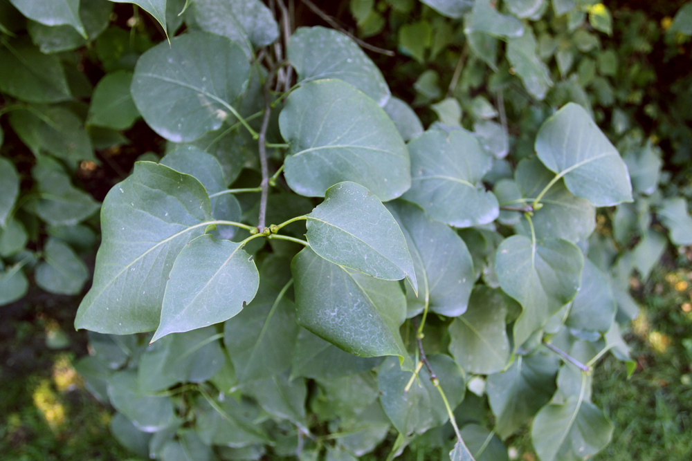 Изображение особи Syringa vulgaris.