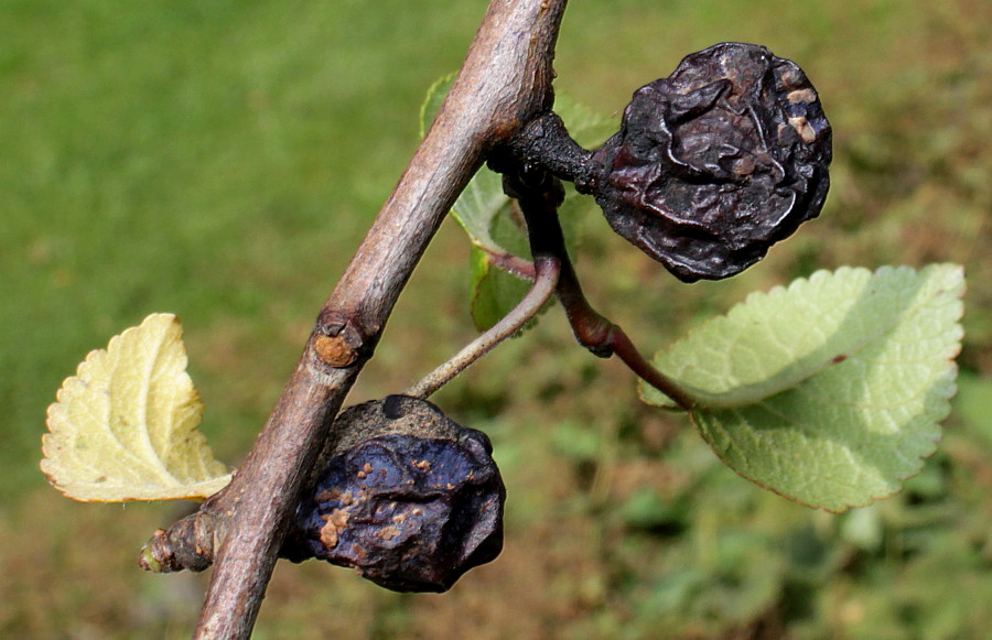 Image of Prunus insititia var. juliana specimen.