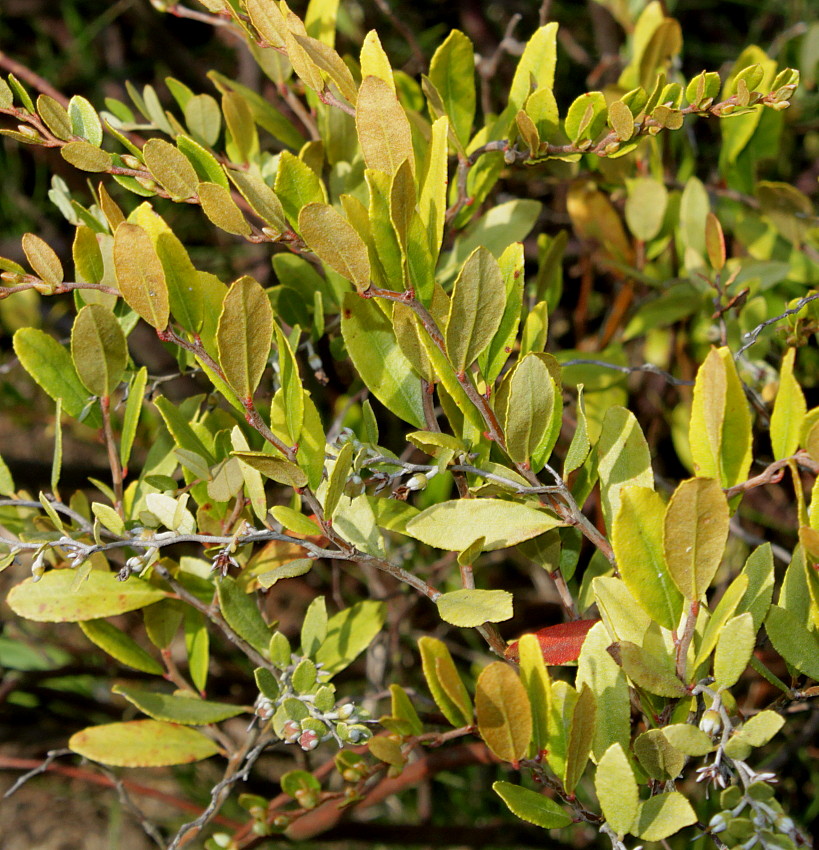 Изображение особи Chamaedaphne calyculata.