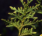 Thuja occidentalis. Ветвь. Московская обл., Раменский р-н, окр. дер. Хрипань, садовый участок. 07.06.2014.