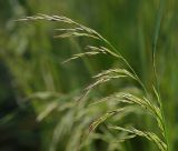Festuca arundinacea. Верхушка побега с соцветиями. Московская обл., Раменский р-н, окр. ж.-д. платформы Хрипань, залежь, окраина поля. 04.06.2014.