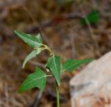 Atriplex davisii