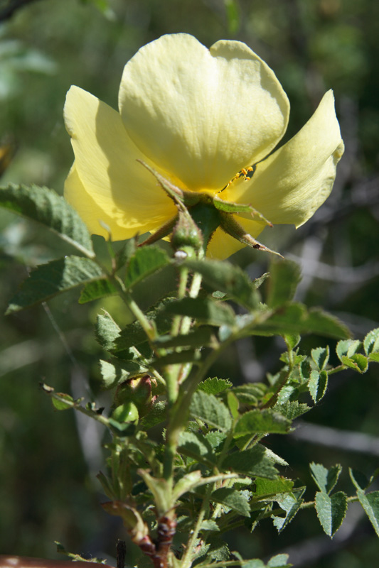 Image of Rosa kokanica specimen.