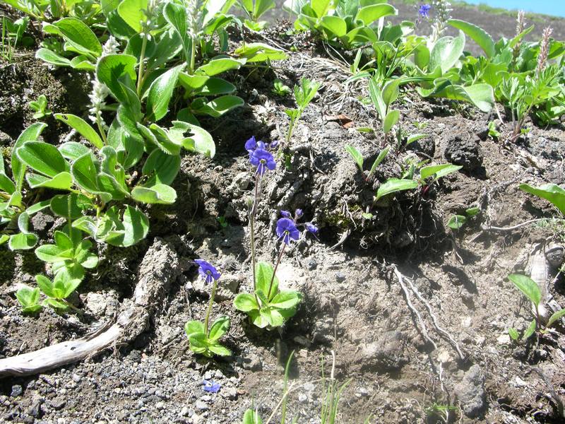 Image of Veronica grandiflora specimen.