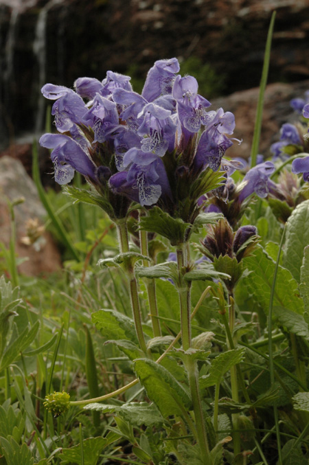 Изображение особи Dracocephalum grandiflorum.