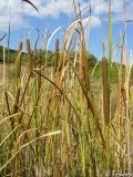 Typha angustifolia