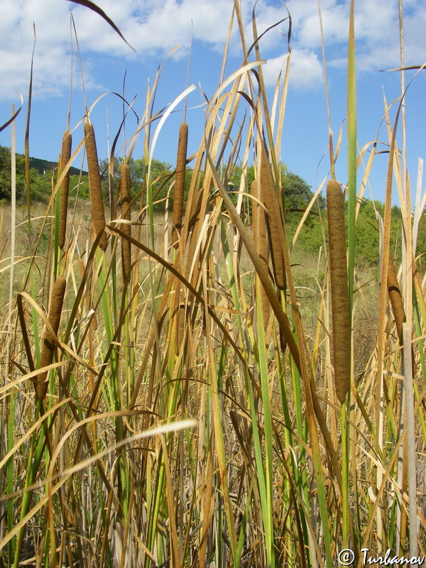 Изображение особи Typha angustifolia.