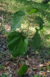 Populus tremula