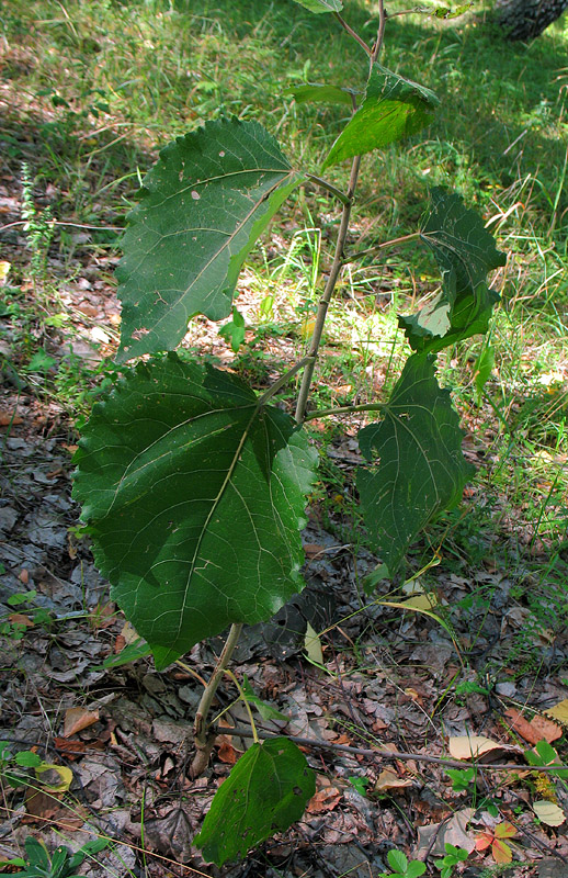 Изображение особи Populus tremula.