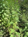 Helianthus tuberosus