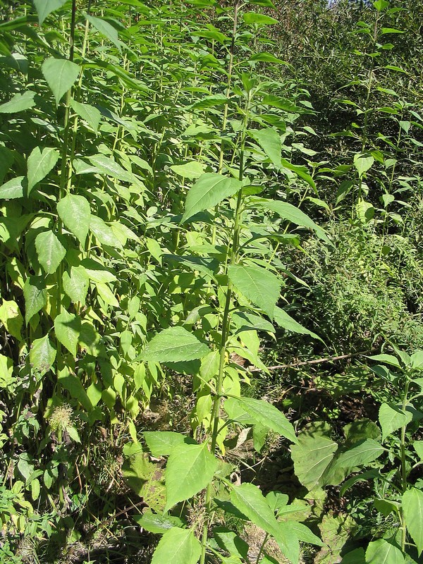 Image of Helianthus tuberosus specimen.