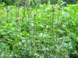 Silybum marianum