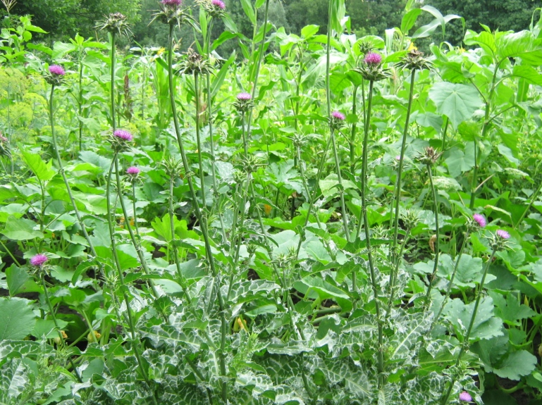 Image of Silybum marianum specimen.