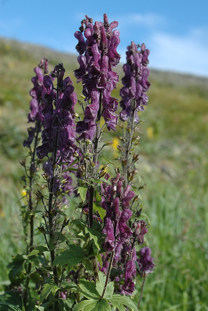 Изображение особи Aconitum septentrionale.