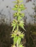 Stachys palustris. Верхушка плодоносящего растения. Окр. Томска, молодая залежь. 05.10.2009.