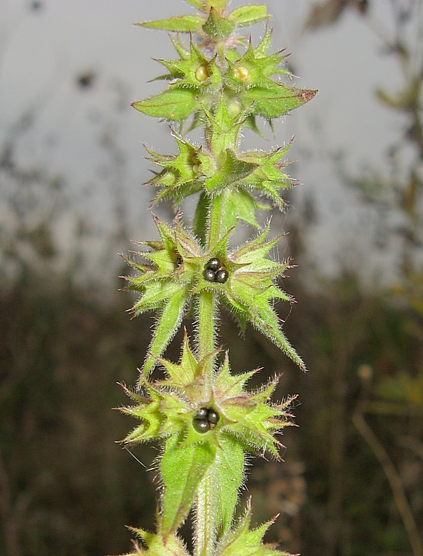 Image of Stachys palustris specimen.