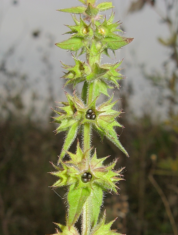 Изображение особи Stachys palustris.