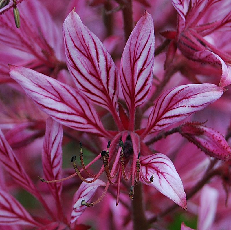 Изображение особи Dictamnus angustifolius.