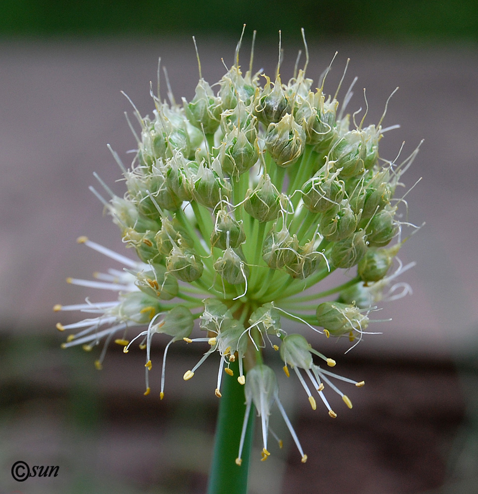 Изображение особи Allium fistulosum.