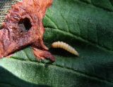 Image of taxon representative. Author is Геннадий Окатов