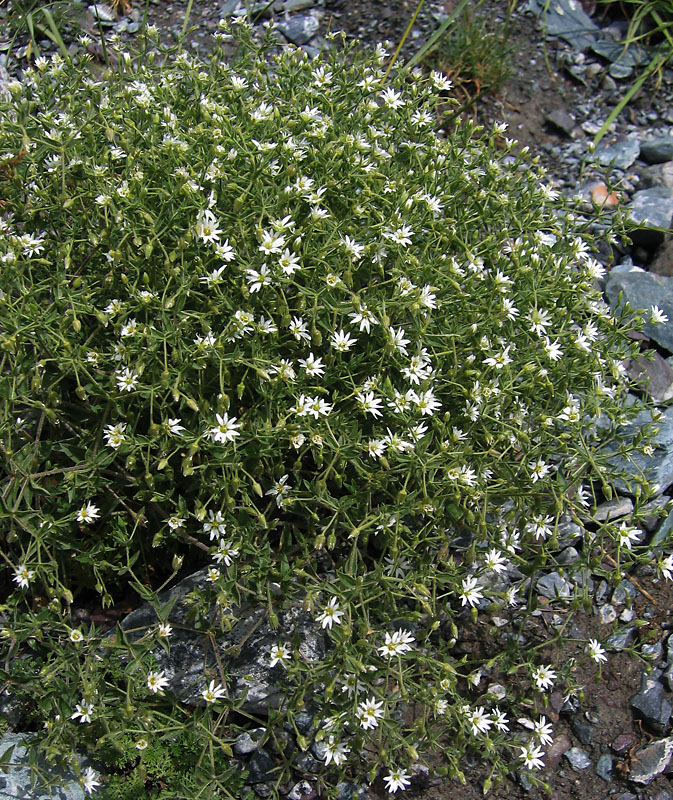 Изображение особи Stellaria dichotoma.