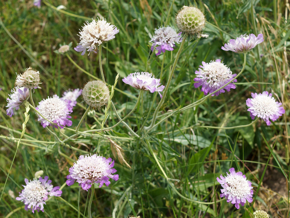 Semis de Scabiosa - Page 2 402151_ef7d6648