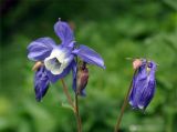 Aquilegia olympica. Цветок и бутоны. Карачаево-Черкесия, окр. пос. Архыз, хребет Абишира-Ахуба, ≈ 1700 м н.у.м., субальпийский луг у верхней границы леса. 15.06.2015.