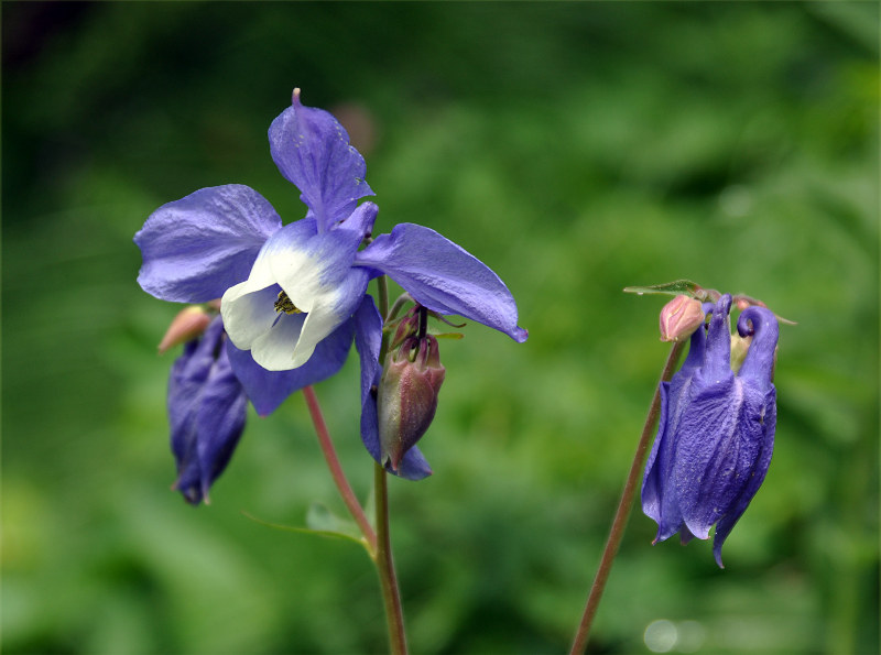 Изображение особи Aquilegia olympica.