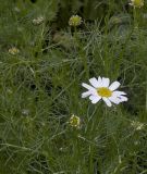 Tripleurospermum subpolare