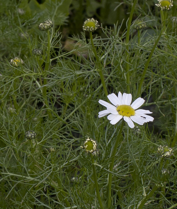 Image of Tripleurospermum subpolare specimen.