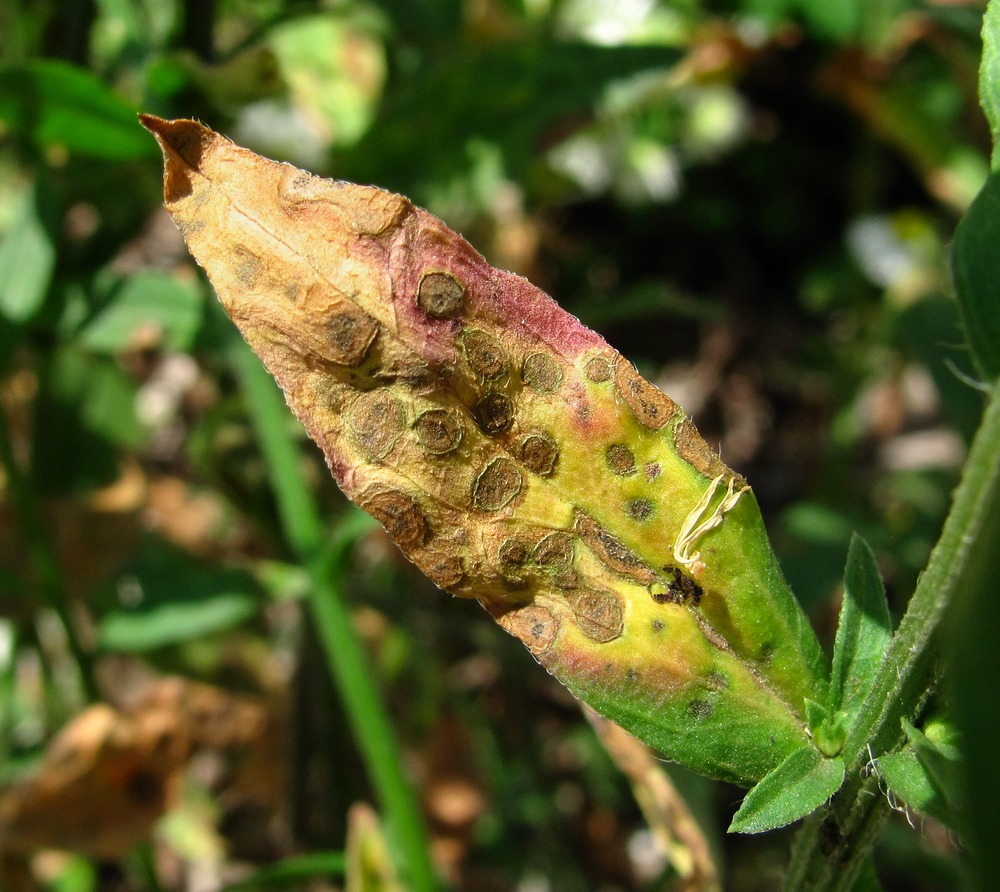 Image of Erigeron annuus specimen.