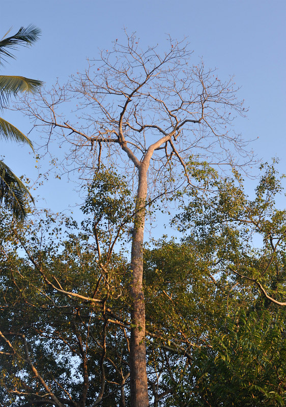 Image of Bombax insigne specimen.