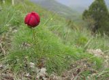 Paeonia tenuifolia. Цветущее растение. Краснодарский край, м/о г. Геленджик, хр. Коцехур, гора Шахан, склон горы. 02.05.2015.