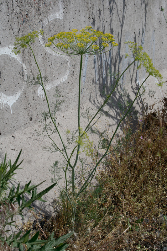 Image of Foeniculum vulgare specimen.