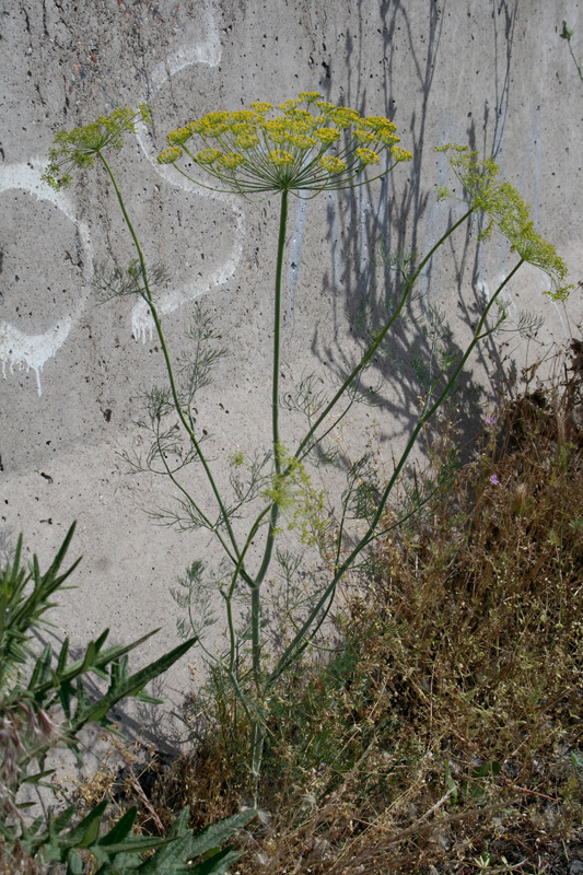 Изображение особи Foeniculum vulgare.