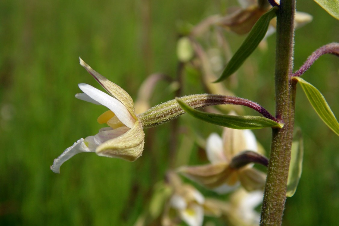 Image of Epipactis palustris specimen.