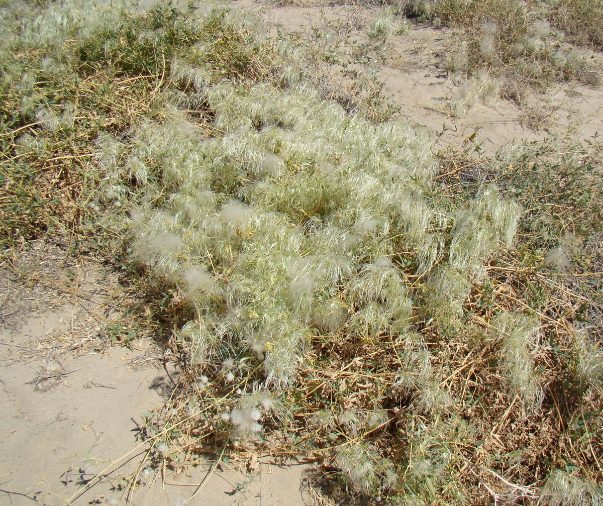 Image of Clematis orientalis specimen.