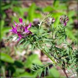 Astragalus cornutus. Верхушки побегов с соцветиями. Республика Татарстан, Лениногорский р-н, склон долины р. Шешма, каменистая степь. 18.05.2005.