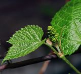 genus Vitis