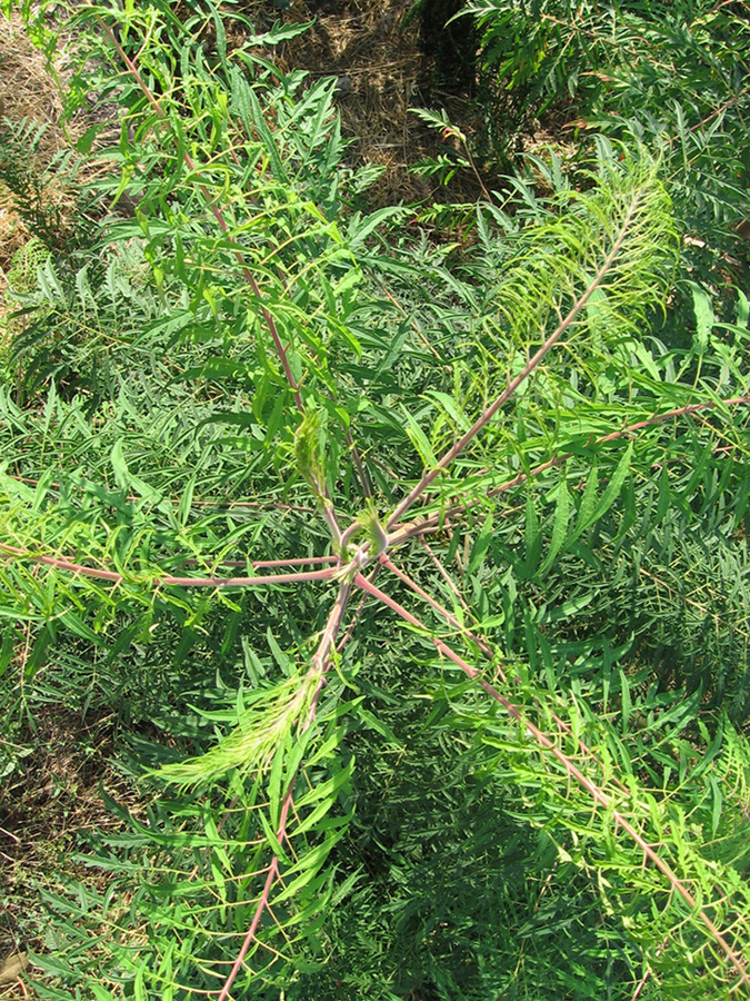Image of Rhus typhina f. laciniata specimen.